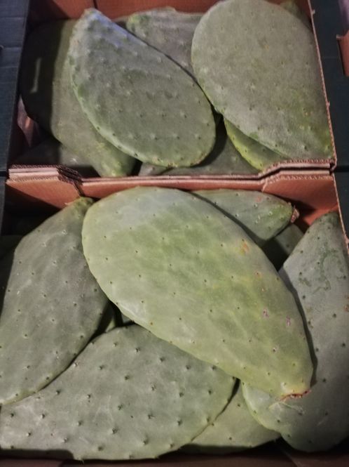 Hovedbilde Fikenkaktus blad (Ficus Optunia) 1stk 