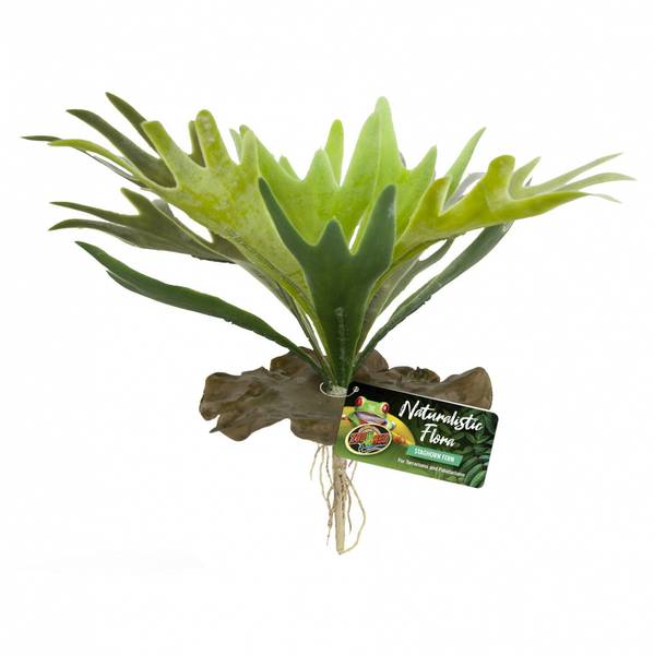 Zoomed Staghorn fern