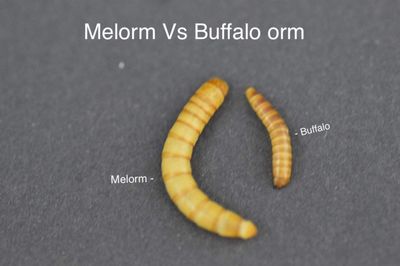 Hovedbilde Buffalo orm 50g