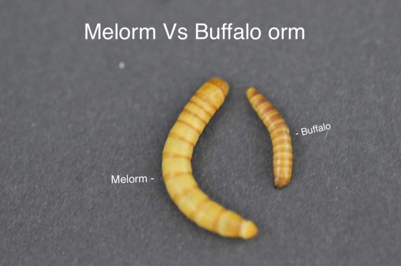 Buffalo orm 50g / må hentes
