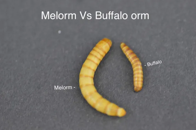 Hovedbilde Buffalo orm 10g / må hentes
