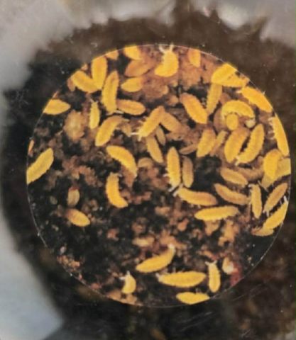 Hovedbilde Gul spretthale kultur