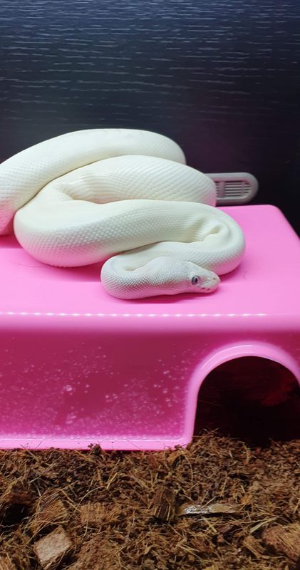 Snake hide L rosa