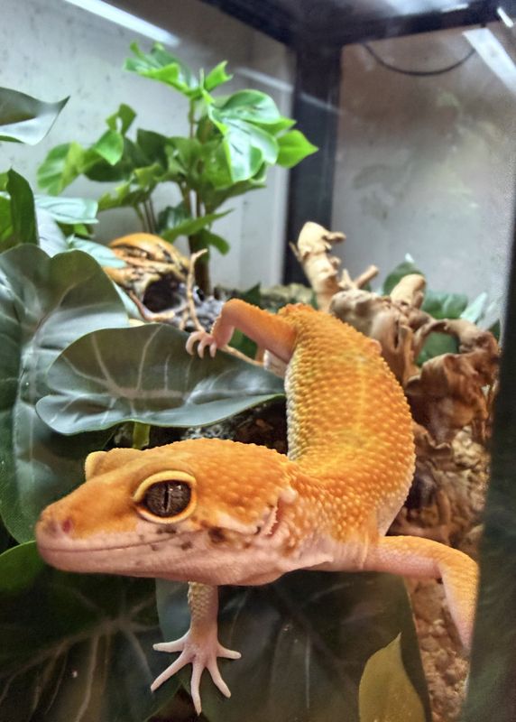 Leopard gekko Tangerine juni/2024 Hann