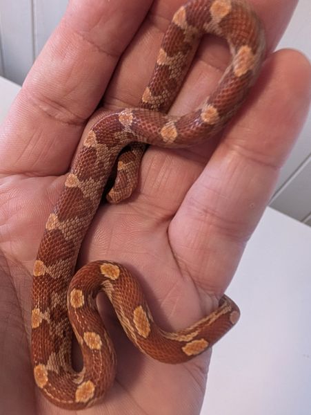 Kornsnok Hypo Motley 2025 