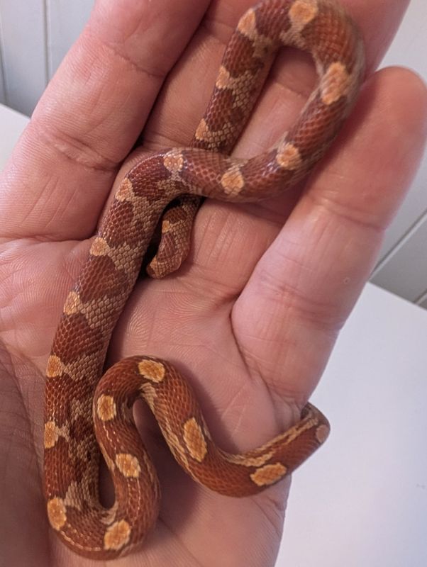 Kornsnok Hypo Motley 2025 