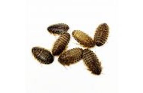 Hovedbilde Dubia kakerlakker subadult 75g ( MÅ HENTES)