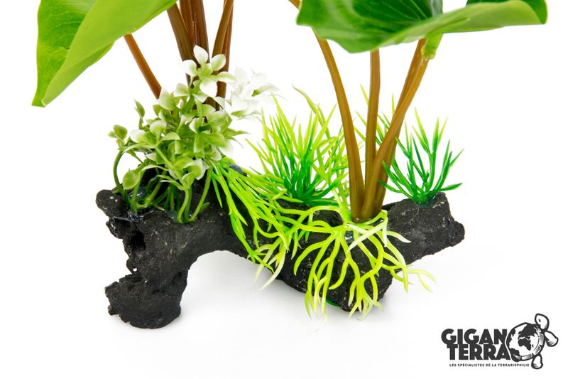 Philodendron Erubescens 30cm - 00232
