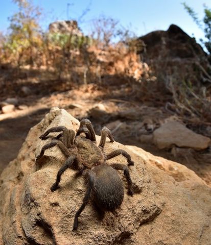 Hovedbilde Chaetopelma olivaceum sub adult hunn
