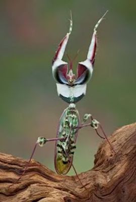 Hovedbilde Idolomantis diabolica -Devil flower 