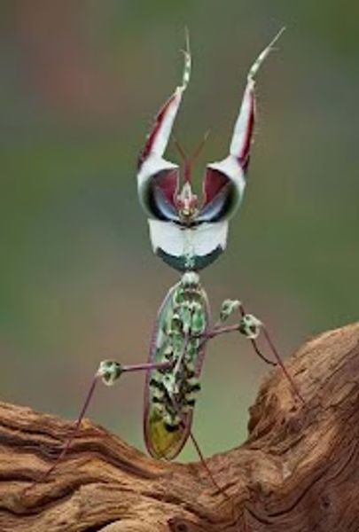 Idolomantis diabolica -Devil flower 