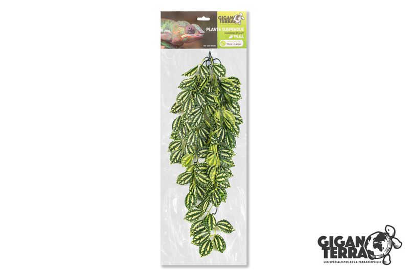 Pilea 70cm