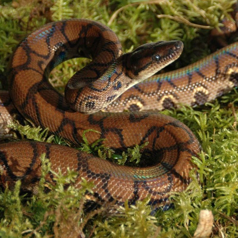 Lucky reptile vivarium moss 150g