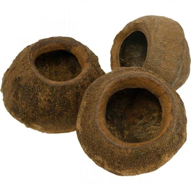 Hovedbilde Sapucaia 11-15cm