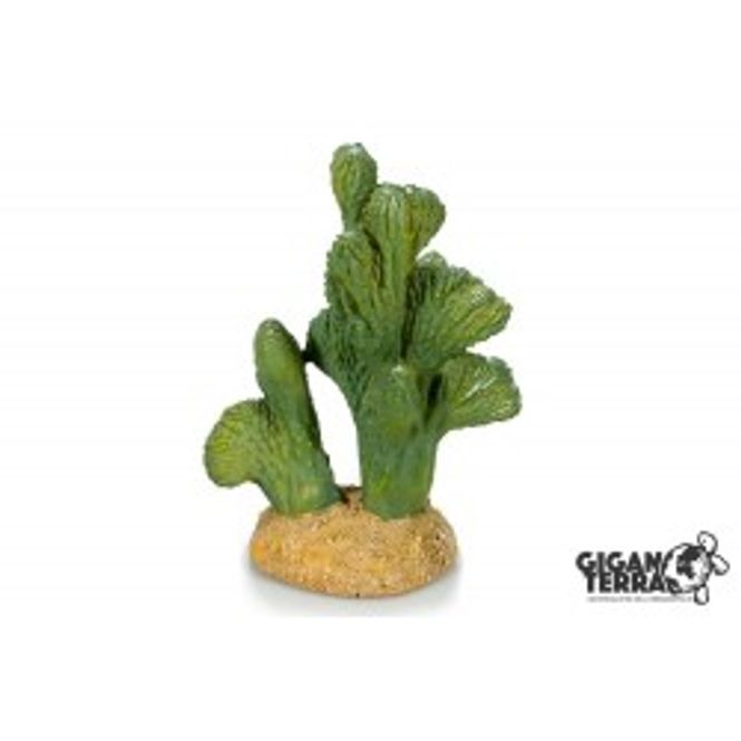 Hovedbilde Cactus 00324- 13x11x18cm