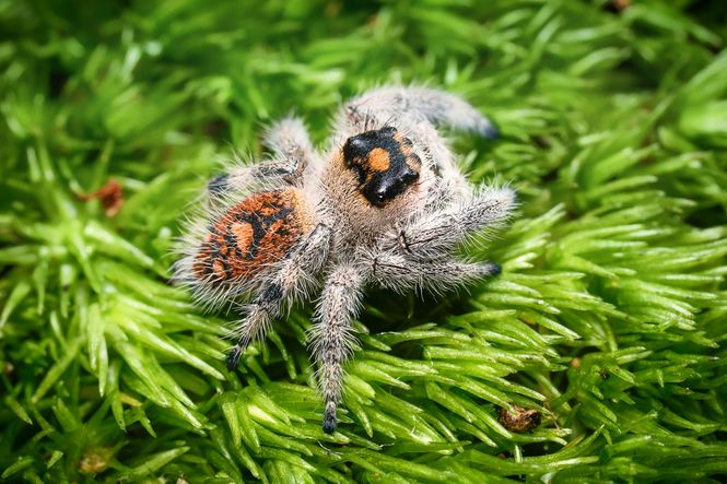 Hovedbilde Hoppeedderkopp Phidippus Regius Rastafari hunn