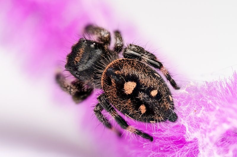 phidippus regius ocala Hunn