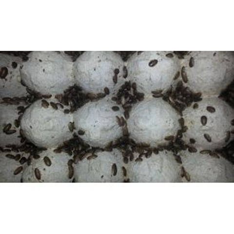 Hovedbilde Dubia Nymfer ca 20 stk / M&Aring; HENTES