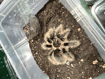 Hovedbilde Tlitocatl albopilosum / Curly hair Hunn sub adult