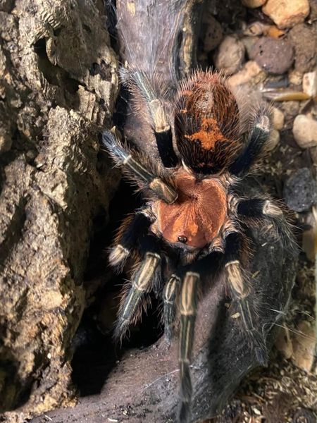 Davus sp. Oaxaca ung hunn