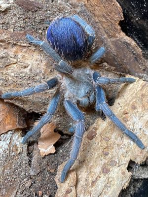 Hovedbilde Pseudohapalopus sp. Blue Subadult hunn