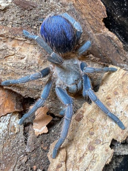 Pseudohapalopus sp. Blue Subadult hunn