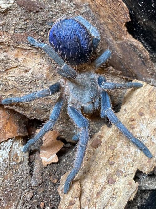 Hovedbilde Pseudohapalopus sp. Blue Subadult hunn