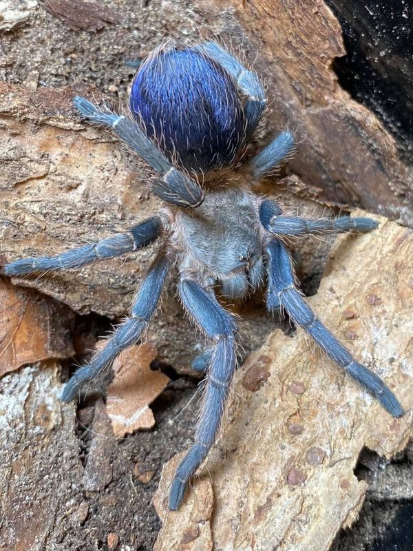 Pseudohapalopus sp. Blue Subadult hunn
