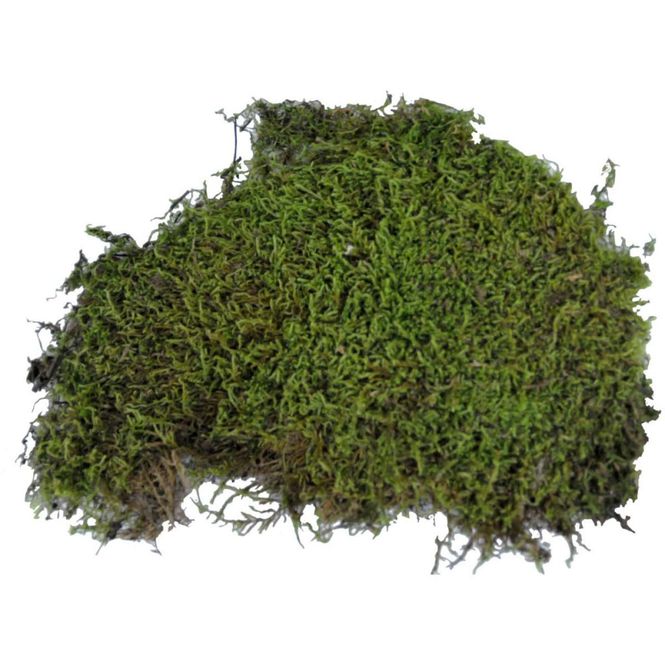 Hovedbilde Lucky reptile vivarium moss 150g