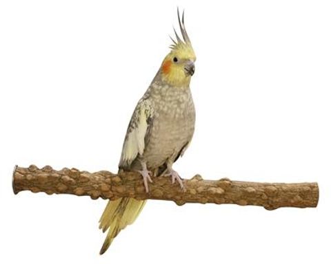 Hovedbilde Pepperperch  35cmx3,2cm