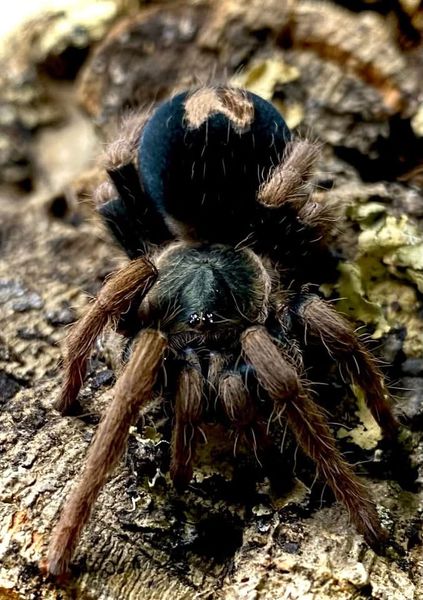 Cyriocosmus aueri 0.1 sub adult Hunn