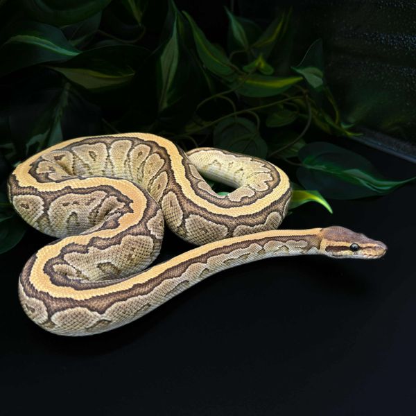Kongepyton Mojave Pinstripe hann
