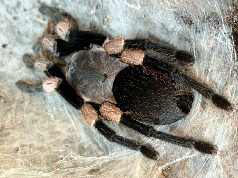 Haplocosmia himalayana / HIMALAYAN EARTH TIGER sub adult Hunn