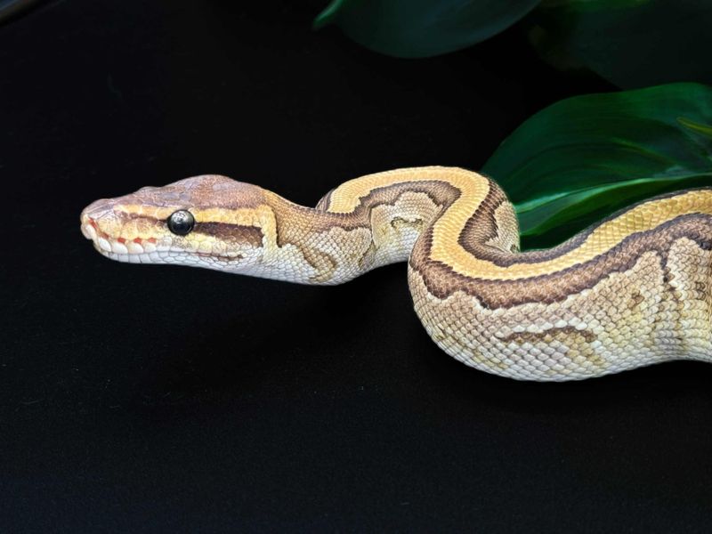 Kongepyton Mojave Pinstripe hann