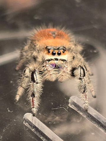Hovedbilde Hoppeedderkopp Phidippus Regius Florida hunn