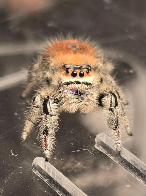 Hovedbilde Hoppeedderkopp Phidippus Regius Florida hunn