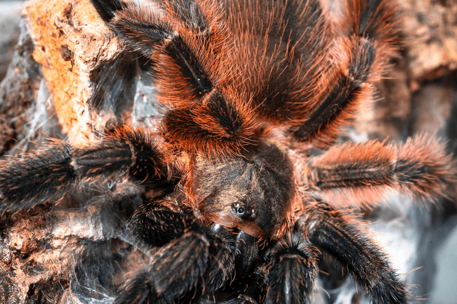 Hovedbilde Psalmopoeus victorii Darth Maul Spider juvenil ca ...