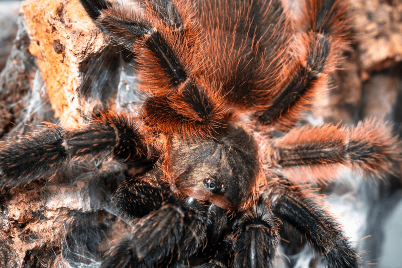 Psalmopoeus victorii Darth Maul Spider juvenil ca 2cm