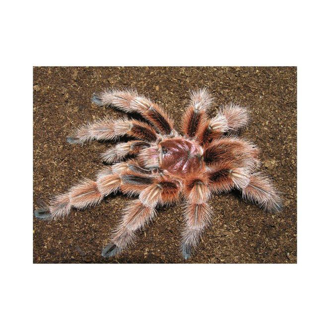 Hovedbilde Grammostola Rosea 3-4cm ukjønnet