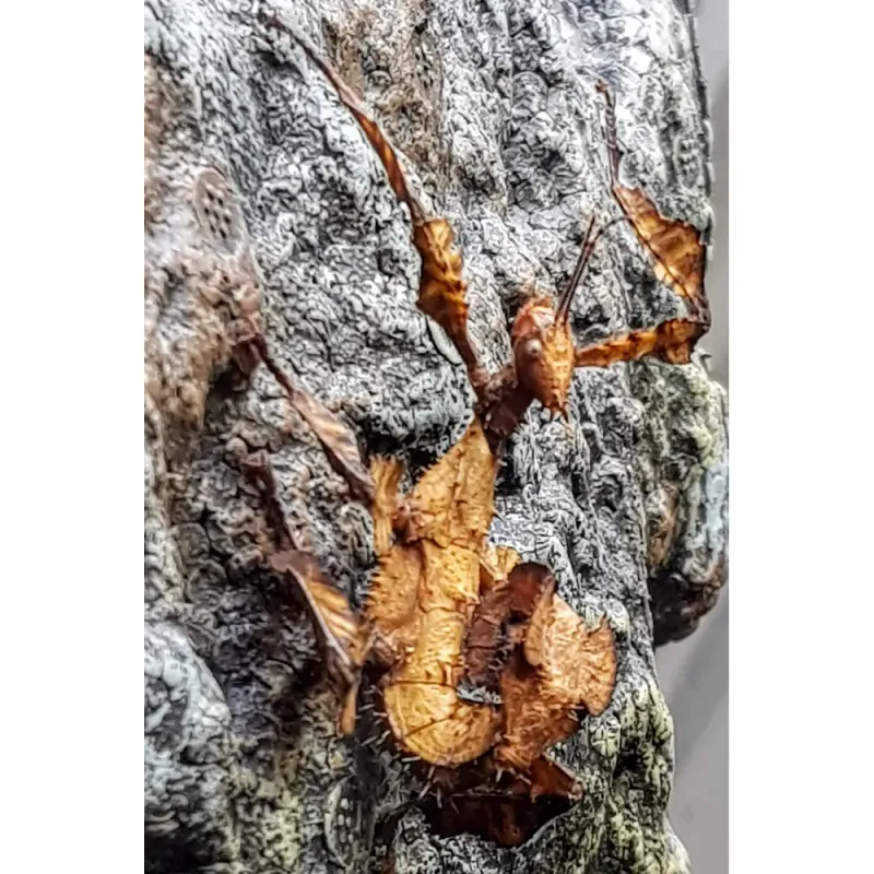 Extatosoma tiaratum pinnedyr / må hentes