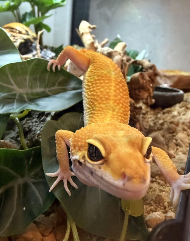 Leopard gekko Tangerine juni/2024 Hann
