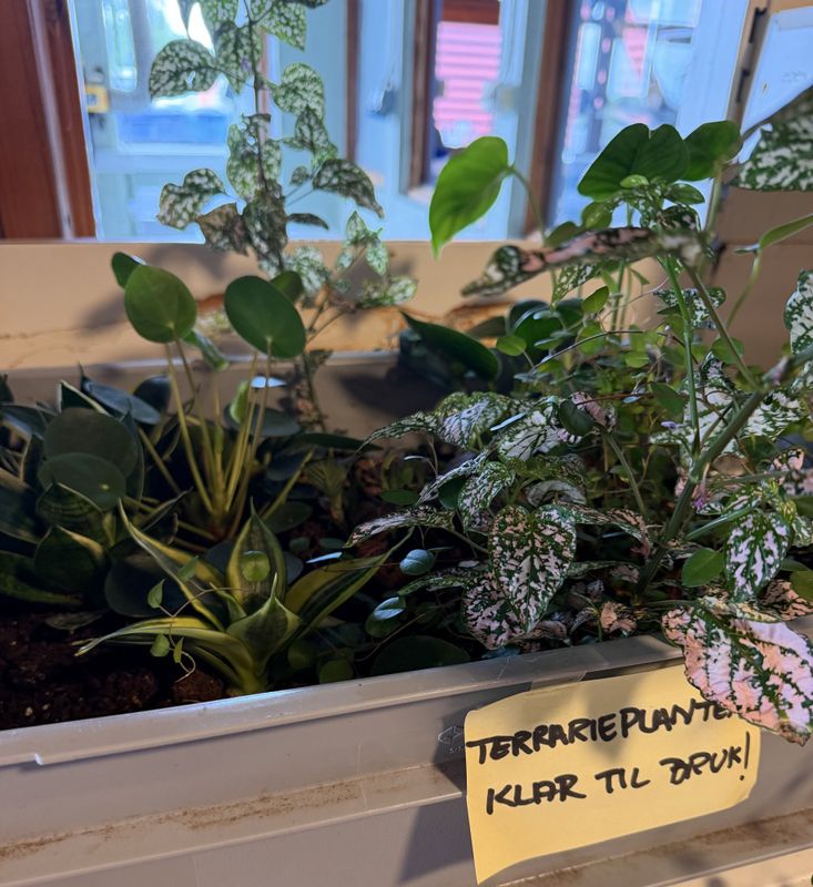 Diverse planter / må hentes