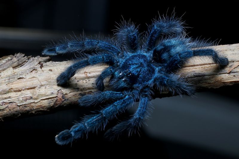 Caribena versicolor slings
