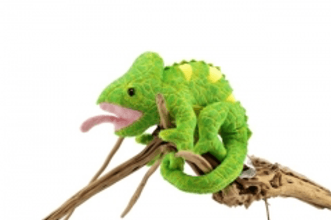 Hovedbilde Grønn yemen kameleon