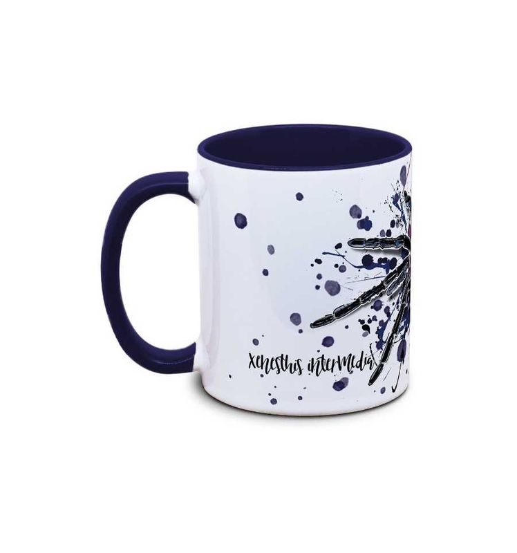 kaffekopp tarantell Xenesthis intermedia