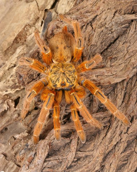 Pterinochilus murinus UMV Ung voksen hunn