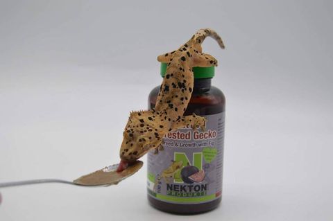 Hovedbilde Nekton crested gecko breed & growth fig 250g