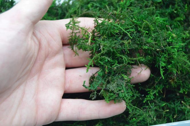 Hovedbilde SPHAGNUM MOSS GRØNN 3x100g