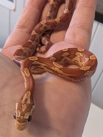 Hovedbilde Kornsnok Hypo Motley 2025 