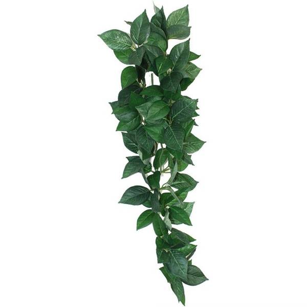 Komodo sumatra hanging plant  M